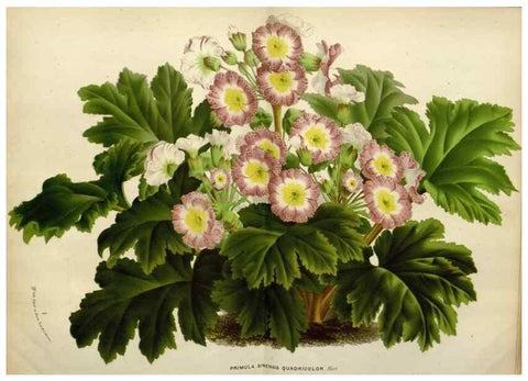 Reproducción/Reproduction 49587881658: Flore des serres et des jardins de l'Europe. A Gand :chez Louis van Houtte, eÌditeur,1845-1880.. 