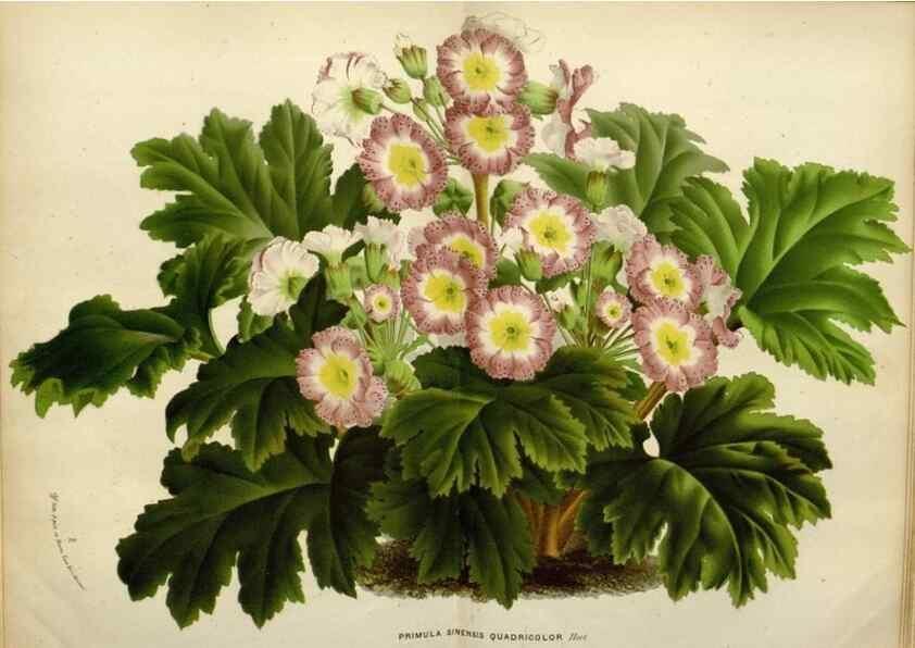 Reproducción/Reproduction 49587881658: Flore des serres et des jardins de l'Europe. A Gand :chez Louis van Houtte, eÌditeur,1845-1880.. 