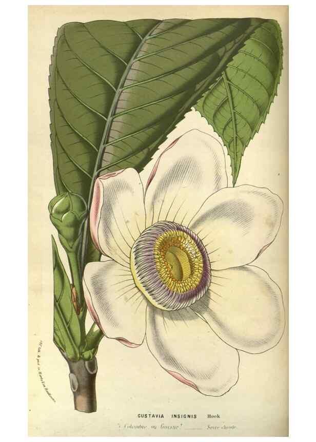 Reproducción/Reproduction 49588622361: Flore des serres et des jardins de l'Europe. A Gand :chez Louis van Houtte, eÌditeur,1845-1880.. 
