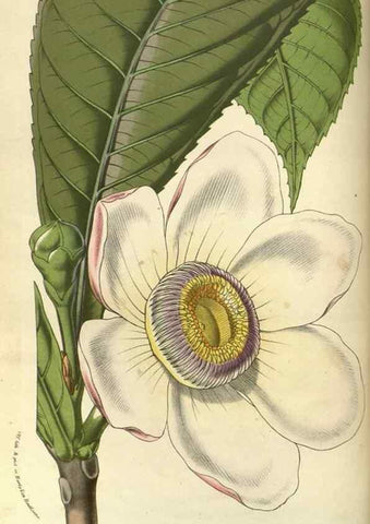 Reproducción/Reproduction 49588622361: Flore des serres et des jardins de l'Europe. A Gand :chez Louis van Houtte, eÌditeur,1845-1880.. 