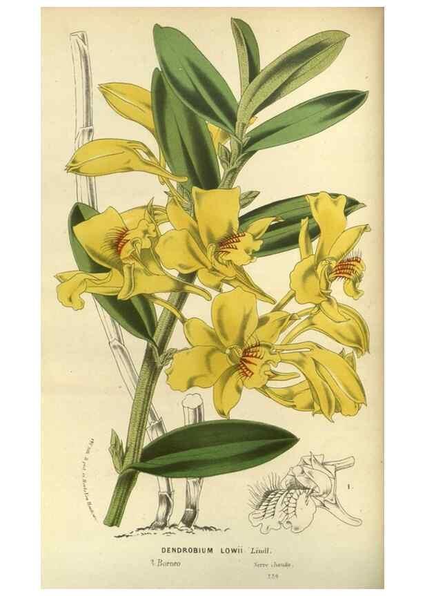 Reproducción/Reproduction 49588622951: Flore des serres et des jardins de l'Europe. A Gand :chez Louis van Houtte, eÌditeur,1845-1880.. 