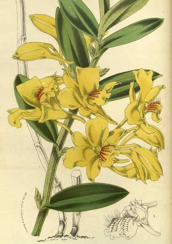 Reproducción/Reproduction 49588622951: Flore des serres et des jardins de l'Europe. A Gand :chez Louis van Houtte, eÌditeur,1845-1880.. 