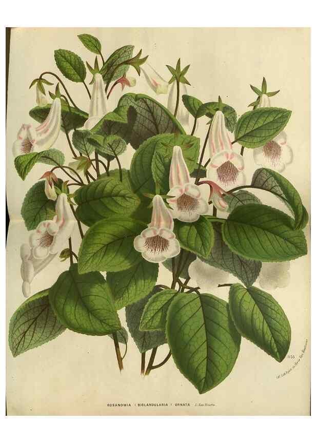 Reproducción/Reproduction 49588873232: Flore des serres et des jardins de l'Europe. A Gand :chez Louis van Houtte, eÌditeur,1845-1880.. 