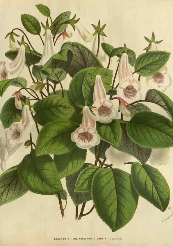 Reproducción/Reproduction 49588873232: Flore des serres et des jardins de l'Europe. A Gand :chez Louis van Houtte, eÌditeur,1845-1880.. 