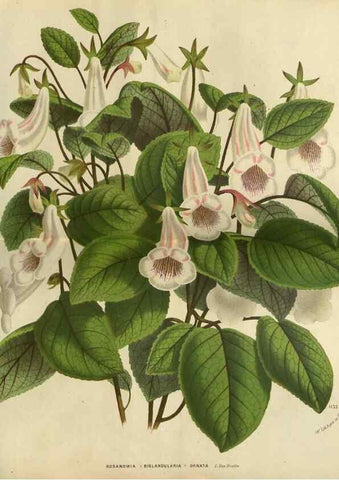 Reproducción/Reproduction 49588873232: Flore des serres et des jardins de l'Europe. A Gand :chez Louis van Houtte, eÌditeur,1845-1880.. 