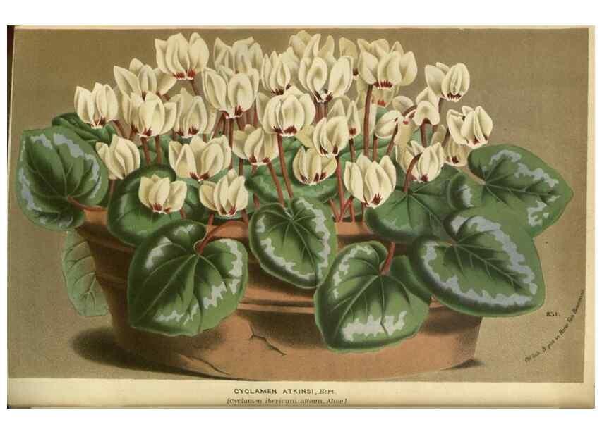 Reproducción/Reproduction 49588137073: Flore des serres et des jardins de l'Europe. A Gand :chez Louis van Houtte, eÌditeur,1845-1880.. 
