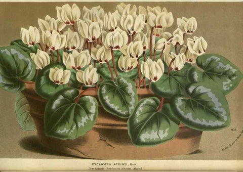 Reproducción/Reproduction 49588137073: Flore des serres et des jardins de l'Europe. A Gand :chez Louis van Houtte, eÌditeur,1845-1880.. 