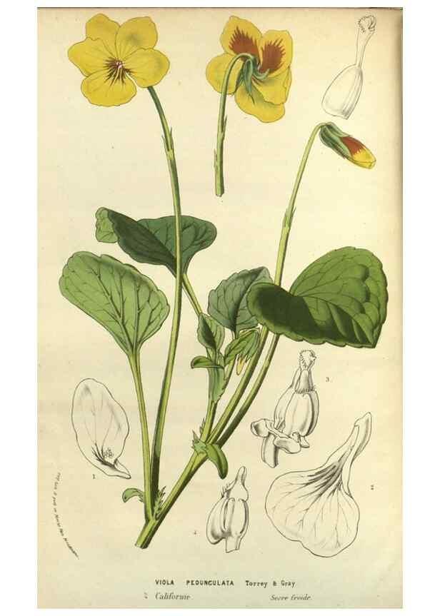 Reproducción/Reproduction 49588137243: Flore des serres et des jardins de l'Europe. A Gand :chez Louis van Houtte, eÌditeur,1845-1880.. 