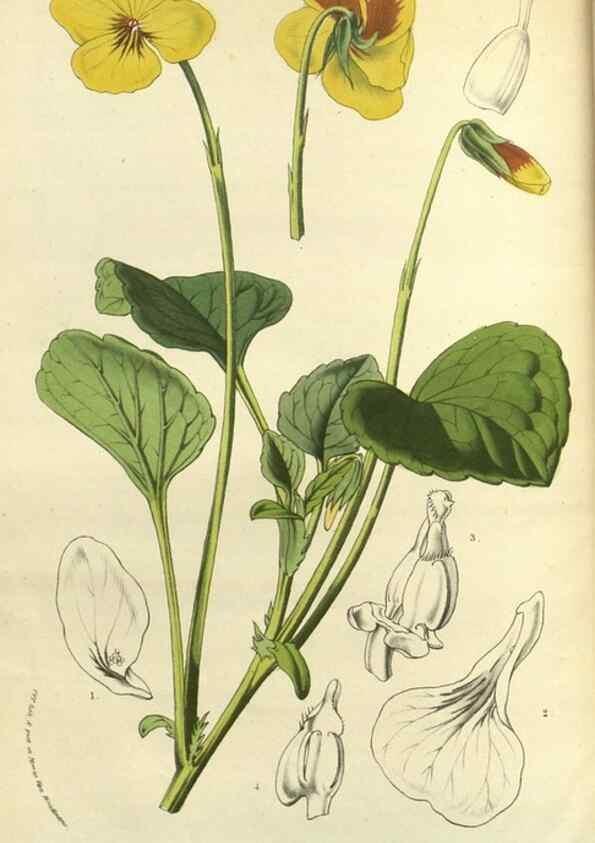 Reproducción/Reproduction 49588137243: Flore des serres et des jardins de l'Europe. A Gand :chez Louis van Houtte, eÌditeur,1845-1880.. 