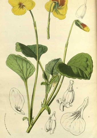 Reproducción/Reproduction 49588137243: Flore des serres et des jardins de l'Europe. A Gand :chez Louis van Houtte, eÌditeur,1845-1880.. 