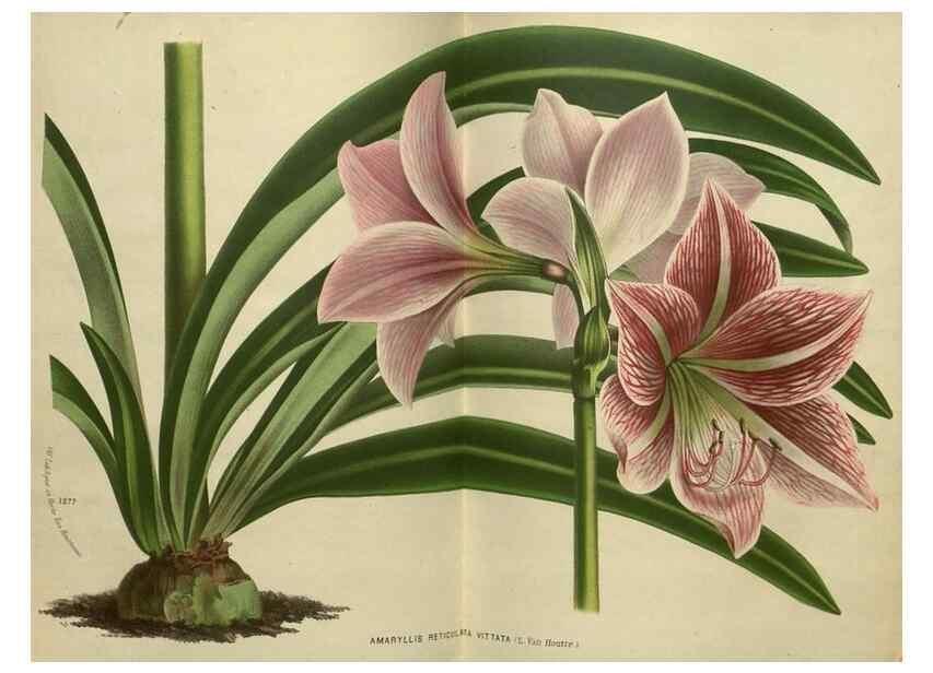 Reproducción/Reproduction 49588628246: Flore des serres et des jardins de l'Europe. A Gand :chez Louis van Houtte, eÌditeur,1845-1880.. 