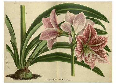 Reproducción/Reproduction 49588628246: Flore des serres et des jardins de l'Europe. A Gand :chez Louis van Houtte, eÌditeur,1845-1880.. 