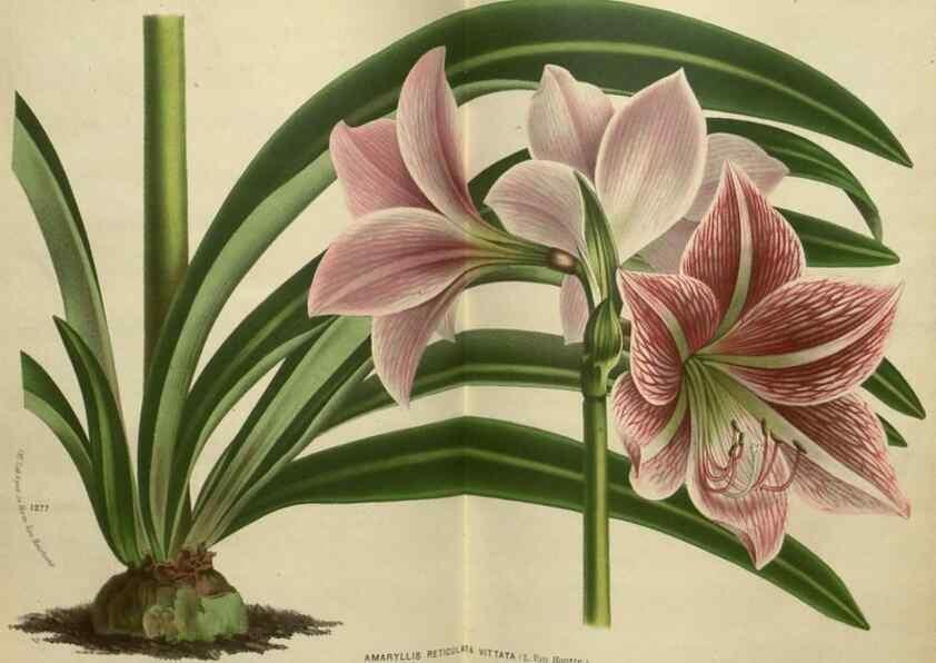 Reproducción/Reproduction 49588628246: Flore des serres et des jardins de l'Europe. A Gand :chez Louis van Houtte, eÌditeur,1845-1880.. 