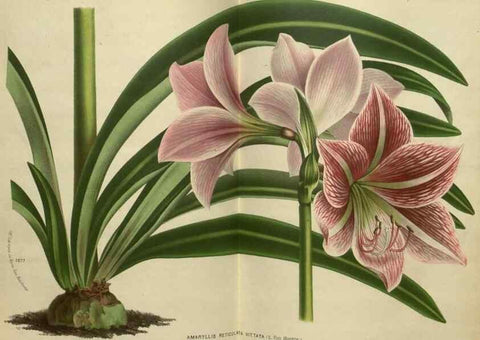 Reproducción/Reproduction 49588628246: Flore des serres et des jardins de l'Europe. A Gand :chez Louis van Houtte, eÌditeur,1845-1880.. 