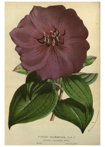 Reproducción/Reproduction 49588137968: Flore des serres et des jardins de l'Europe. A Gand :chez Louis van Houtte, eÌditeur,1845-1880.. 