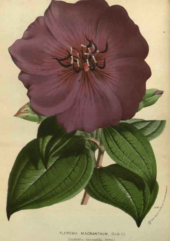 Reproducción/Reproduction 49588137968: Flore des serres et des jardins de l'Europe. A Gand :chez Louis van Houtte, eÌditeur,1845-1880.. 