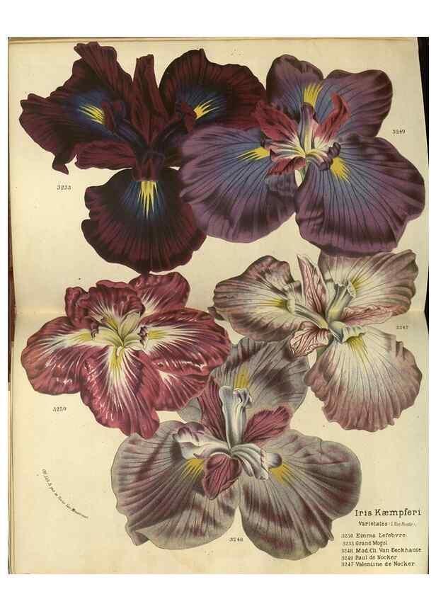Reproducción/Reproduction 49588628941: Flore des serres et des jardins de l'Europe. A Gand :chez Louis van Houtte, eÌditeur,1845-1880.. 