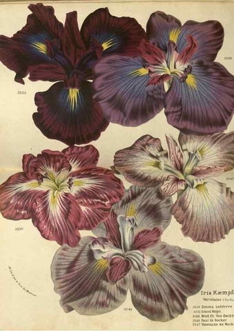Reproducción/Reproduction 49588628941: Flore des serres et des jardins de l'Europe. A Gand :chez Louis van Houtte, eÌditeur,1845-1880.. 