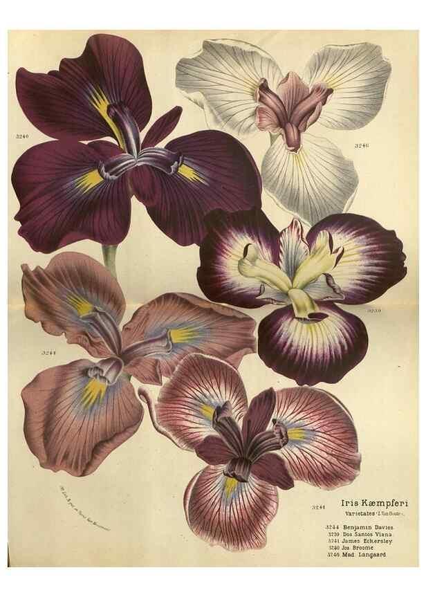 Reproducción/Reproduction 49588629191: Flore des serres et des jardins de l'Europe. A Gand :chez Louis van Houtte, eÌditeur,1845-1880.. 