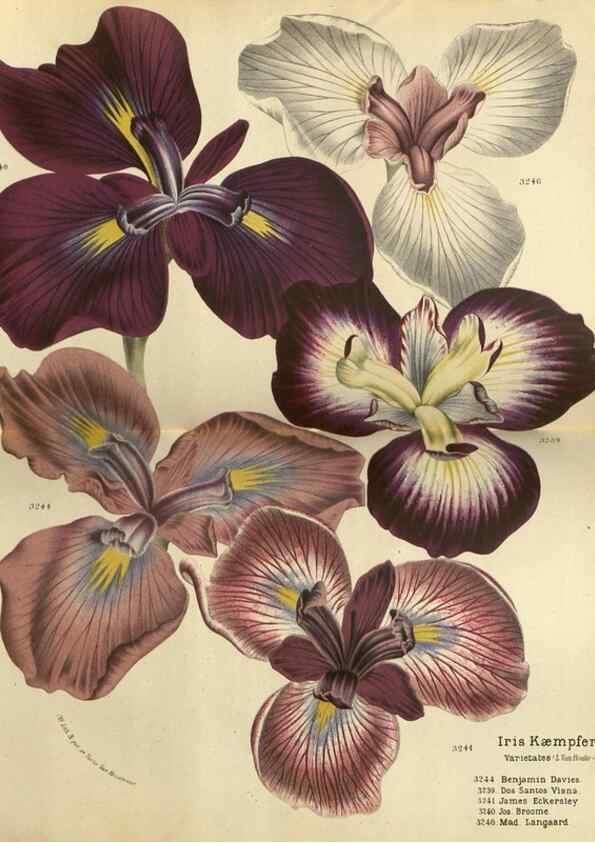 Reproducción/Reproduction 49588629191: Flore des serres et des jardins de l'Europe. A Gand :chez Louis van Houtte, eÌditeur,1845-1880.. 