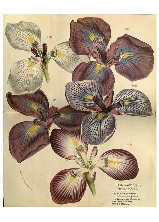 Reproducción/Reproduction 49588629461: Flore des serres et des jardins de l'Europe. A Gand :chez Louis van Houtte, eÌditeur,1845-1880.. 