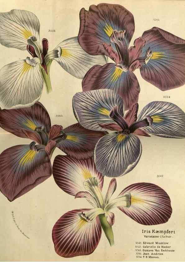Reproducción/Reproduction 49588629461: Flore des serres et des jardins de l'Europe. A Gand :chez Louis van Houtte, eÌditeur,1845-1880.. 