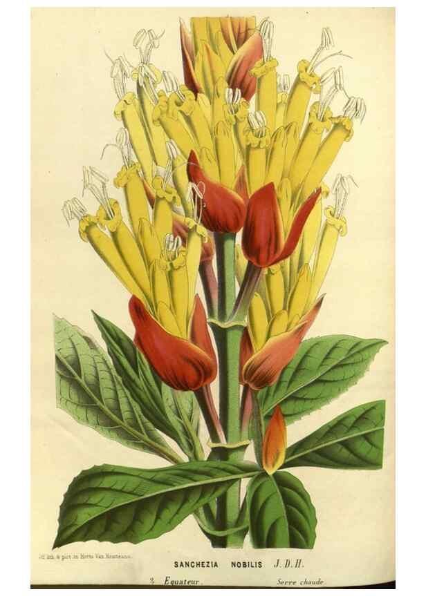 Reproducción/Reproduction 49588138858: Flore des serres et des jardins de l'Europe. A Gand :chez Louis van Houtte, eÌditeur,1845-1880.. 