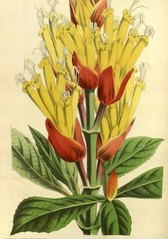 Reproducción/Reproduction 49588138858: Flore des serres et des jardins de l'Europe. A Gand :chez Louis van Houtte, eÌditeur,1845-1880.. 