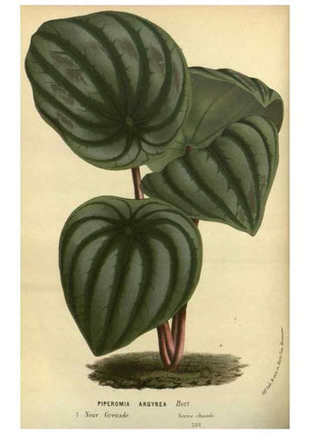 Reproducción/Reproduction 49588875397: Flore des serres et des jardins de l'Europe. A Gand :chez Louis van Houtte, eÌditeur,1845-1880.. 