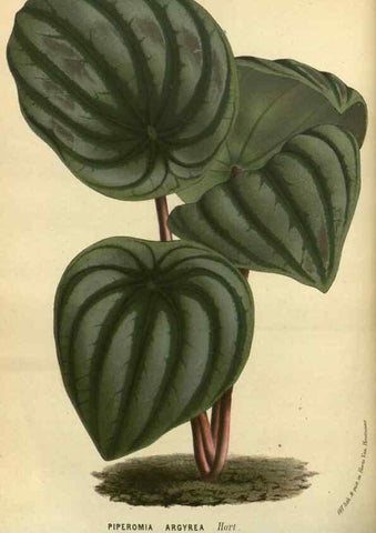 Reproducción/Reproduction 49588875397: Flore des serres et des jardins de l'Europe. A Gand :chez Louis van Houtte, eÌditeur,1845-1880.. 