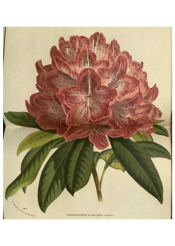Reproducción/Reproduction 49588139228: Flore des serres et des jardins de l'Europe. A Gand :chez Louis van Houtte, eÌditeur,1845-1880.. 