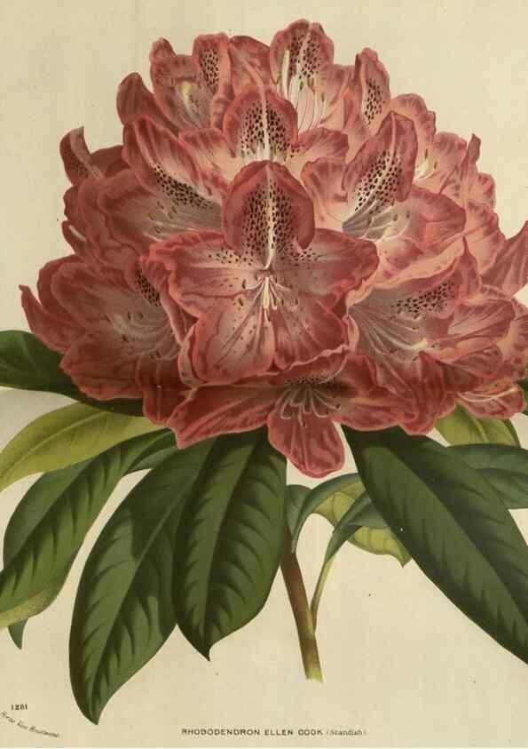 Reproducción/Reproduction 49588139228: Flore des serres et des jardins de l'Europe. A Gand :chez Louis van Houtte, eÌditeur,1845-1880.. 