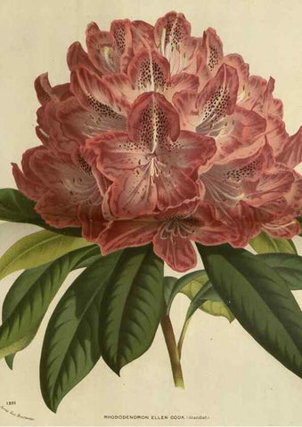Reproducción/Reproduction 49588139228: Flore des serres et des jardins de l'Europe. A Gand :chez Louis van Houtte, eÌditeur,1845-1880.. 