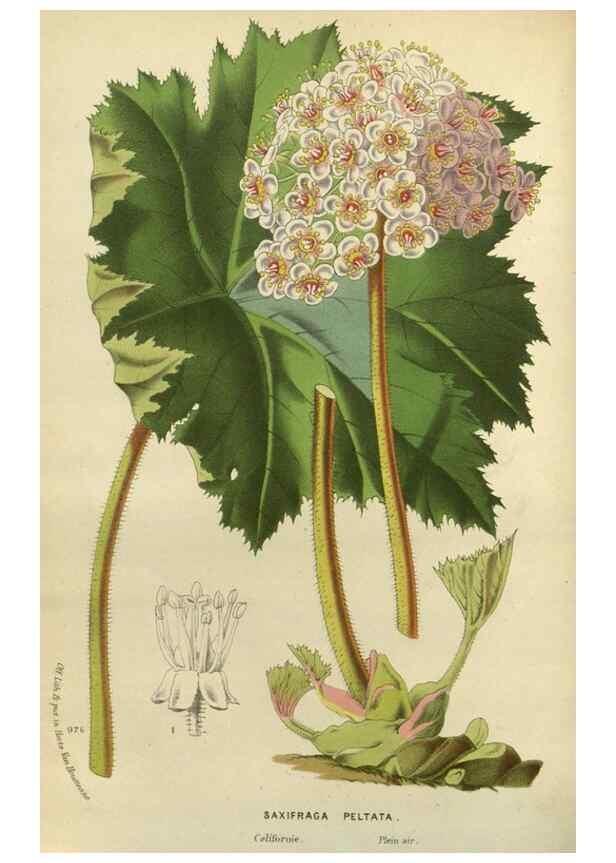 Reproducción/Reproduction 49588875827: Flore des serres et des jardins de l'Europe. A Gand :chez Louis van Houtte, eÌditeur,1845-1880.. 