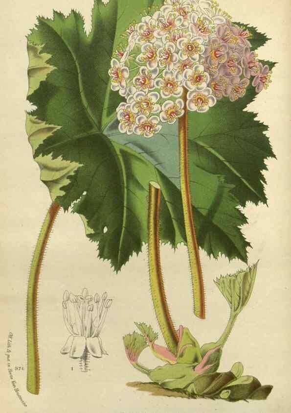 Reproducción/Reproduction 49588875827: Flore des serres et des jardins de l'Europe. A Gand :chez Louis van Houtte, eÌditeur,1845-1880.. 
