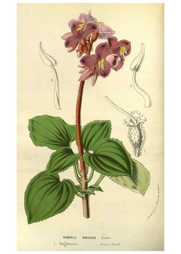 Reproducción/Reproduction 49588630551: Flore des serres et des jardins de l'Europe. A Gand :chez Louis van Houtte, eÌditeur,1845-1880.. 
