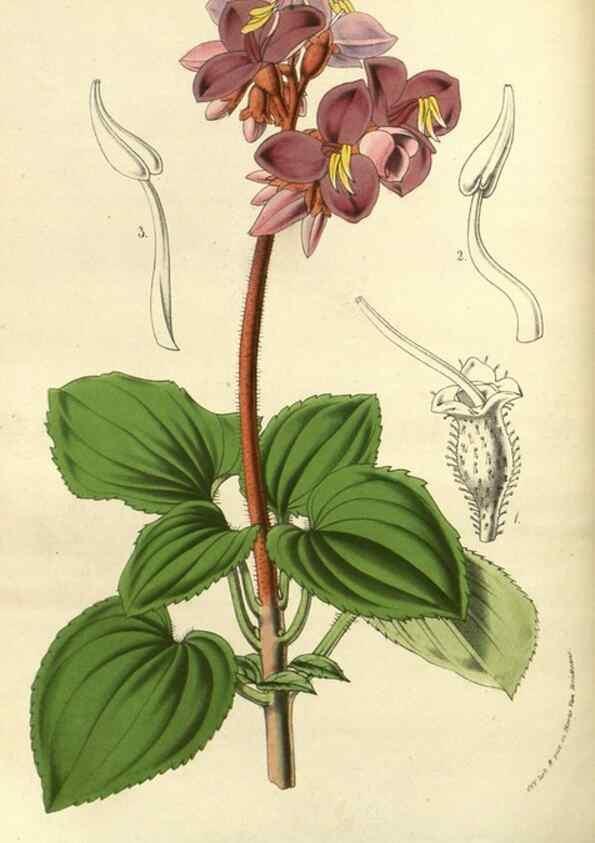 Reproducción/Reproduction 49588630551: Flore des serres et des jardins de l'Europe. A Gand :chez Louis van Houtte, eÌditeur,1845-1880.. 