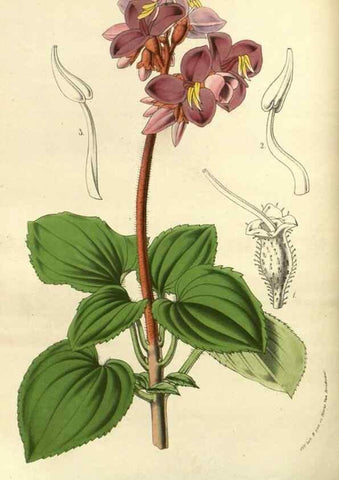 Reproducción/Reproduction 49588630551: Flore des serres et des jardins de l'Europe. A Gand :chez Louis van Houtte, eÌditeur,1845-1880.. 