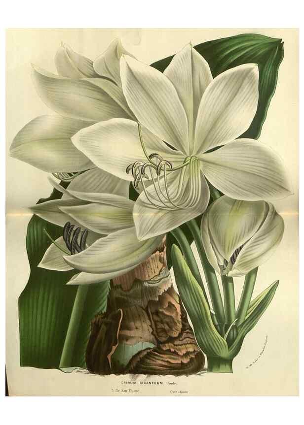 Reproducción/Reproduction 49588630876: Flore des serres et des jardins de l'Europe. A Gand :chez Louis van Houtte, eÌditeur,1845-1880.. 