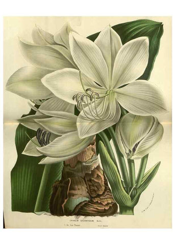 Reproducción/Reproduction 49588630876: Flore des serres et des jardins de l'Europe. A Gand :chez Louis van Houtte, eÌditeur,1845-1880.. 