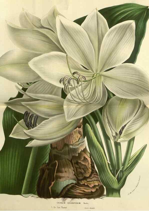 Reproducción/Reproduction 49588630876: Flore des serres et des jardins de l'Europe. A Gand :chez Louis van Houtte, eÌditeur,1845-1880.. 