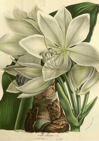 Reproducción/Reproduction 49588630876: Flore des serres et des jardins de l'Europe. A Gand :chez Louis van Houtte, eÌditeur,1845-1880.. 