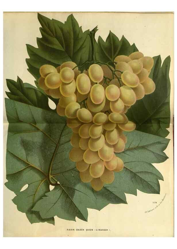 Reproducción/Reproduction 49588136643: Flore des serres et des jardins de l'Europe. A Gand :chez Louis van Houtte, eÌditeur,1845-1880.. 