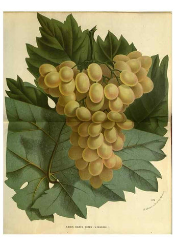 Reproducción/Reproduction 49588136643: Flore des serres et des jardins de l'Europe. A Gand :chez Louis van Houtte, eÌditeur,1845-1880.. 