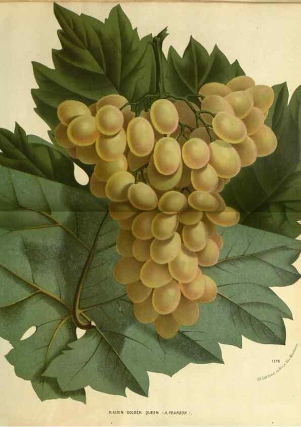 Reproducción/Reproduction 49588136643: Flore des serres et des jardins de l'Europe. A Gand :chez Louis van Houtte, eÌditeur,1845-1880.. 