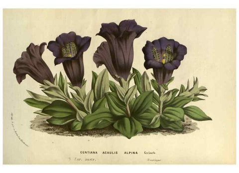 Reproducción/Reproduction 49588872797: Flore des serres et des jardins de l'Europe. A Gand :chez Louis van Houtte, eÌditeur,1845-1880.. 