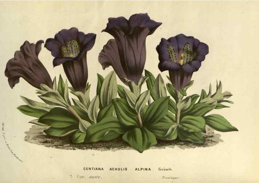Reproducción/Reproduction 49588872797: Flore des serres et des jardins de l'Europe. A Gand :chez Louis van Houtte, eÌditeur,1845-1880.. 