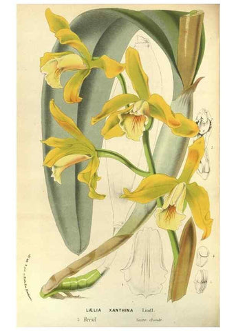 Reproducción/Reproduction 49588872467: Flore des serres et des jardins de l'Europe. A Gand :chez Louis van Houtte, eÌditeur,1845-1880.. 