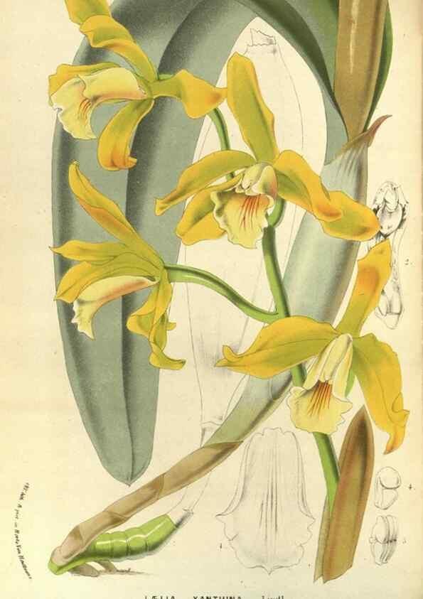 Reproducción/Reproduction 49588872467: Flore des serres et des jardins de l'Europe. A Gand :chez Louis van Houtte, eÌditeur,1845-1880.. 