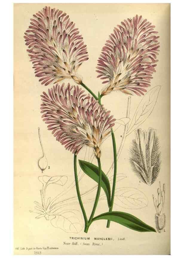 Reproducción/Reproduction 49588623236: Flore des serres et des jardins de l'Europe. A Gand :chez Louis van Houtte, eÌditeur,1845-1880.. 